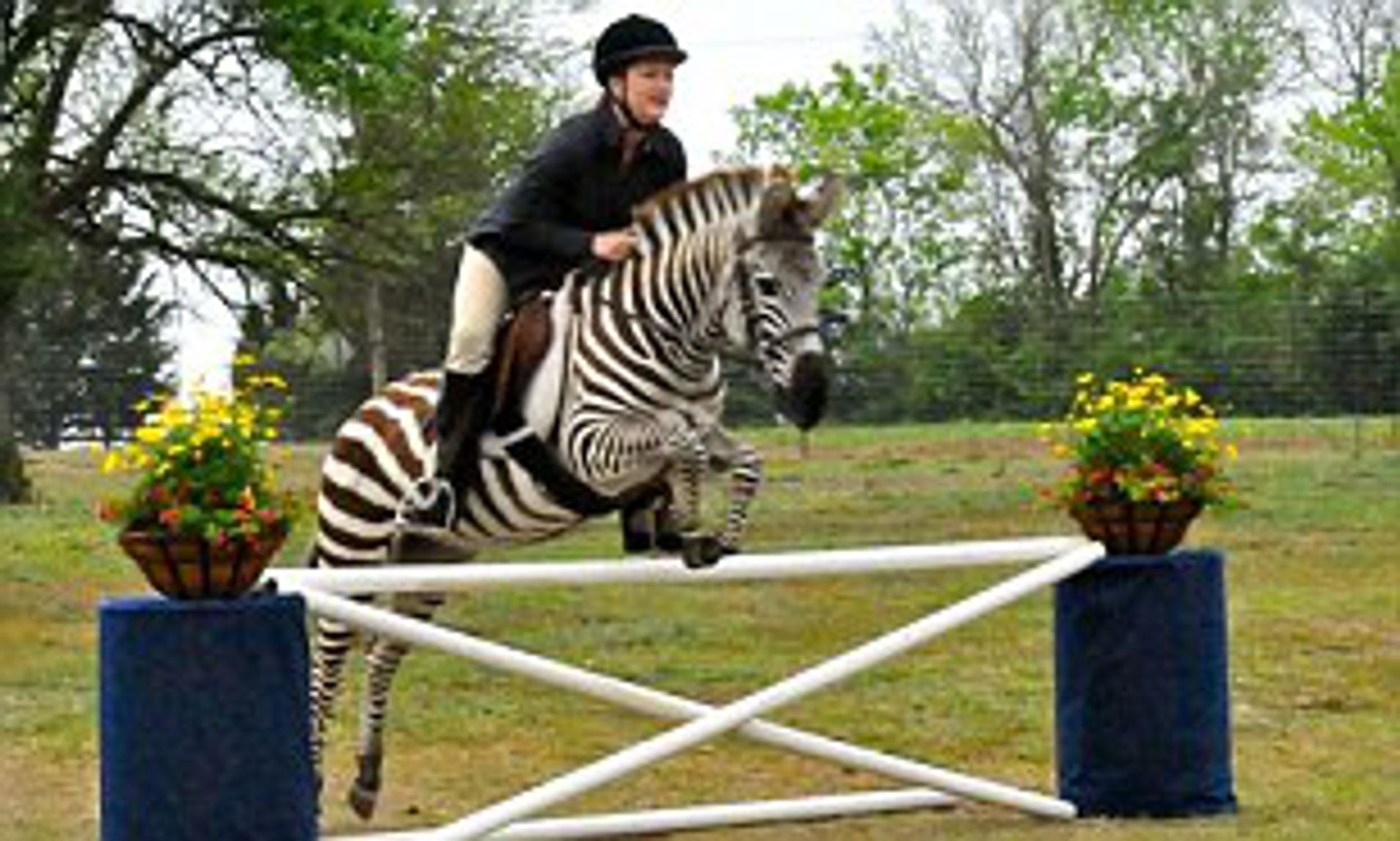 Zack The Jumping Zebra